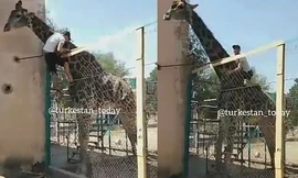 Người đàn ông say rượu vào sở thú cưỡi hươu cao cổ