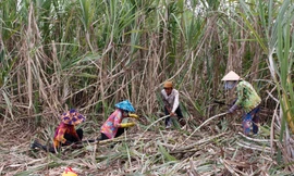 Người dân địa phương đang tất bật đốn mía thuê cho biết, giá mía hiện tại được chủ ruộng mía thuê thu hoạch với giá 8 ngàn đồng/bó (12 cây) tính cả chuyển lên xe, hoặc xuống ghe để chở đến nhà máy. Ảnh Nhật Huy.