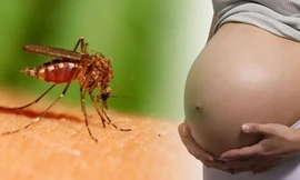 TPHCM: Hơn 100 ca mắc Zika tại 20 quận huyện