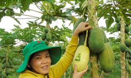 Trái cây miền Tây in chữ 'Phúc - Lộc - Thọ' đắt hàng trước Tết