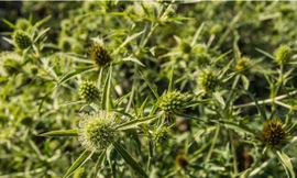 Huyền thoại cúc lục lăng