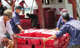 Bốc cá tại Cảng cá Sông Đốc đi các chợ đầu mối.