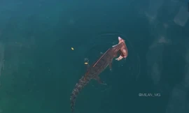 Ảnh chụp màn hình.