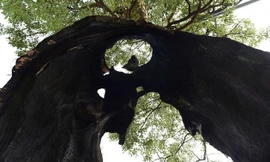 Cây rỗng ruột 300 năm tuổi vẫn sống khỏe mạnh 