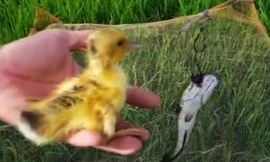 Con cá lóc dính bẫy và vịt con vẫn khỏe mạnh bình thường. Ảnh chụp từ video.