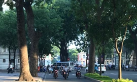 Tiếc ngẩn ngơ hàng cây sắp bị đốn hạ ở Sài Gòn để làm cầu