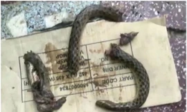 Con rắn bị cắn thành nhiều mảnh. Chụp màn hình: ANI