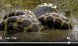 Mải săn chuột nước, cá sấu ‘khủng’ chết thảm khi quyết đấu trăn Nam Mỹ