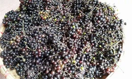 Nho rừng được nhiều người đặt mua để ngâm rượu