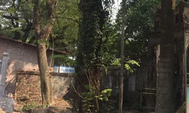 Cây sưa có tuổi đời hơn 100 năm ở chùa Phụ Chính. Ảnh: Văn Phú