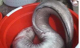 Con cá chình nặng 17 kg, được cho là "khủng" nhất từ trước đến nay. Ảnh: H.C