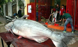 Những 'thủy quái khổng lồ' từng bị bắt ở sông Mê Kông đưa về Việt Nam