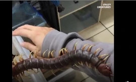 Nhát cắn tử thần của rết khổng lồ Nam Mỹ