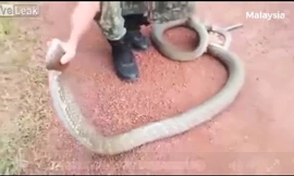 Thanh niên tay không bắt rắn hổ mang khổng lồ khiến người xem rợn tóc gáy