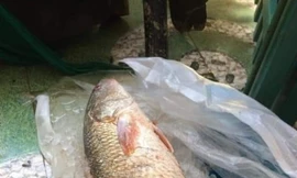 Con cá "lạ" nghi sủ vàng, nặng 5kg. Ảnh: Dân Việt