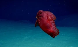 Loài hải sâm đỏ kì lạ được các nhà khoa học đặt tên “quái vật gà không đầu” mới xuất hiện ở Nam Cực.