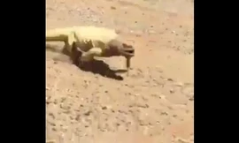 Thằn lằn chạy thục mạng để tìm chỗ tránh nắng.