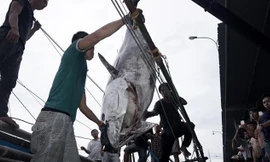 Con cá ngữ vây xanh đang được đưa từ tàu lên bờ.