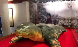 Soi tiêu bản cụ rùa Hồ Gươm tại đền Ngọc Sơn