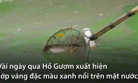 Tảo lam nổi dày đặc Hồ Gươm sau khi nạo vét