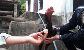 Con gà trống và quả trứng được nó đẻ ra.