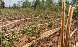 Vụ chặt hơn 10 ha cây tràm: Đề nghị hủy kết quả hòa giải