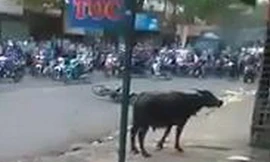 Con trâu điên đuổi người trên đường Biên Hòa sáng nay. Ảnh: Cắt từ Clip.