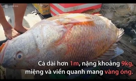 Thanh niên “số đỏ“: Kéo lưới bắt được cá lạ nghi sủ vàng dài cả mét