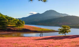 Đồi cỏ hồng đẹp như tranh ở Đà Lạt.