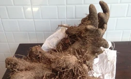 Củ khoai ngọt nặng 31kg ở Cần Thơ