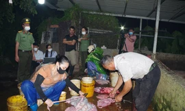 Phát hiện gần 3 tấn thịt lợn nhiễm dịch tả lợn châu Phi