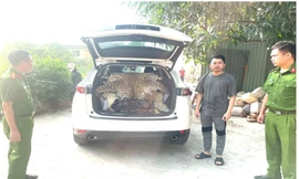 Khởi tố đối tượng mua bán da báo hoa mai