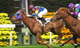 Chính phủ mới ban hành Nghị định về kinh doanh đặt cược đua ngựa, đua chó và thí điểm đặt cược bóng đá quốc tế