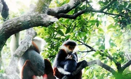 Voọc tại một khu bảo tồn thiên nhiên