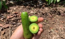 Bất ngờ bơ tí hon không hạt giá cao ngất, râu bạch tuộc 'Nhật Bản' tràn ngập chợ Việt