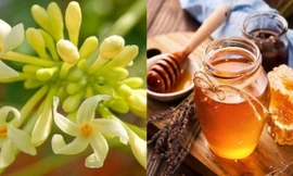 Kit test nhanh COVID-19 ‘ế’; hoa đu đủ đực được lùng mua với giá cả triệu đồng/kg