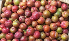 Mận hậu, nhót xanh xuống phố có giá hàng trăm nghìn đồng/kg