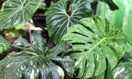 Cây cảnh đột biến 'đếm lá tính tiền'