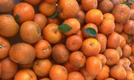 Cam Hà Giang vào mùa giá tăng vọt; loạt ô tô thanh lý giá siêu rẻ