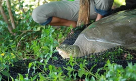 TIN NHANH 12H: Làm rõ cái chết của rùa Hoàn Kiếm | Phát hiện 47 thi thể nghi 'nhịn đói đến chết'