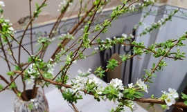 Chị em săn lùng loài hoa ‘hot’ nhất dịp Tết; nghiên cứu mở cửa rạp chiếu phim ở Hà Nội