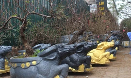 Thị trường 27/1: Trâu đen 'cõng' hoa đào hút khách 