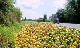 Thị trường 18/9: Cam Vinh rụng đầy đường, bánh trung thu đồng loạt 'mua 1 tặng 1'