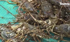 Thị trường ngày 25/8: Giá tôm hùm bông giảm mạnh, hoa cúc Đà Lạt khan hiếm