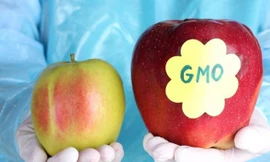 Thực phẩm biến đổi gen có thực sự đáng sợ?