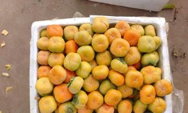 Thị trường 10/10: Ồ ạt thanh lý hàng xách tay, hồng giòn Trung Quốc lấn át hồng Đà Lạt