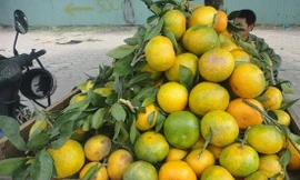 Thị trường 7/12: Lãi suất cho vay mua nhà giảm chậm, cam Cao Phong giá rẻ tràn phố Hà Nội