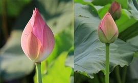 Cách phân biệt hoa sen và hoa quỳ để tránh mua nhầm