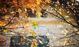 Thời tiết 7 ngày tới: miền Bắc ban ngày nắng hanh khô rát, ban đêm giá rét