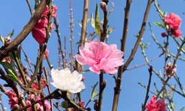 Đào Nhật Tân 3 màu thâm nhập thị trường Tết Nguyên đán